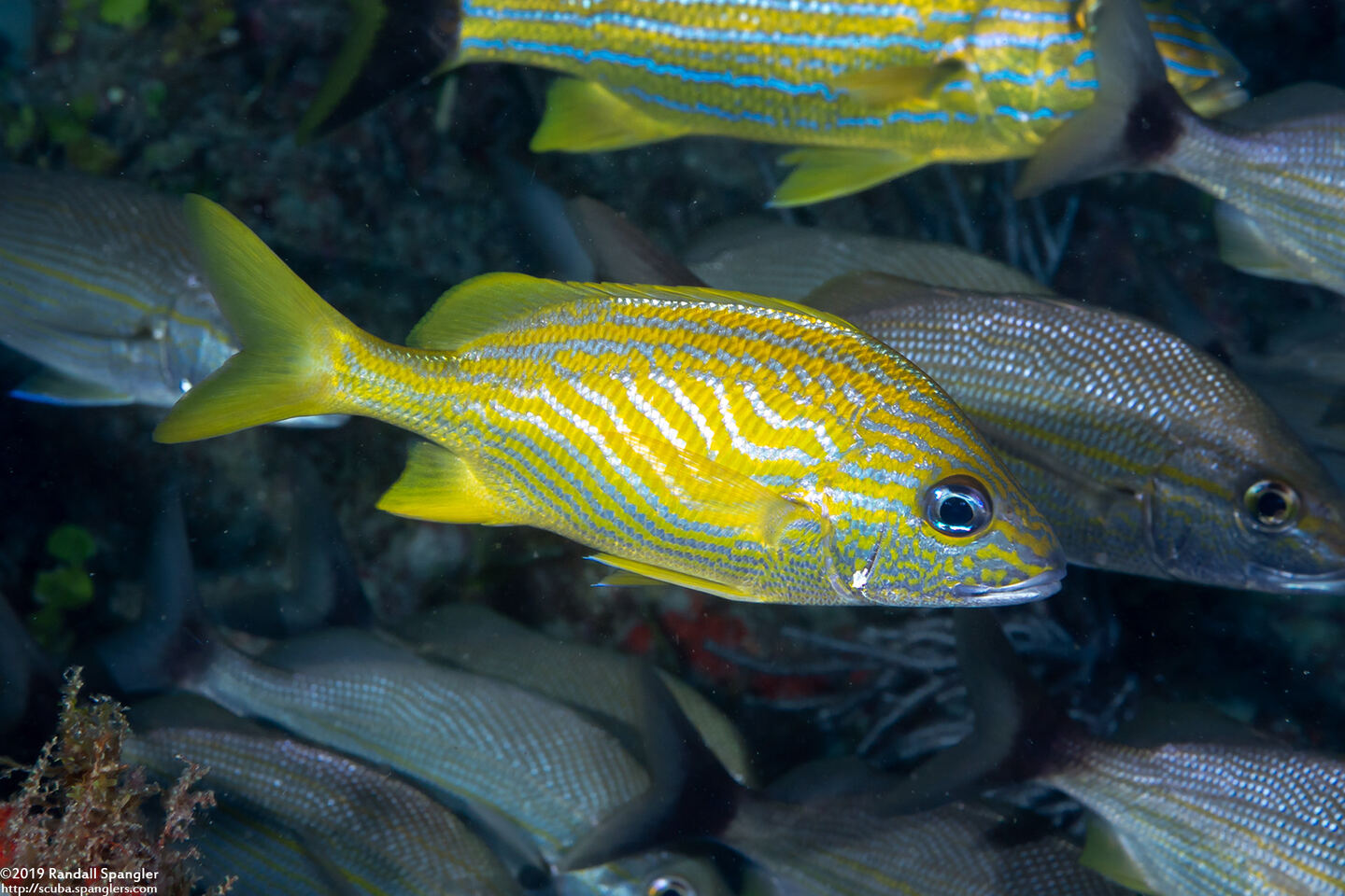 Haemulon flavolineatum (French Grunt)