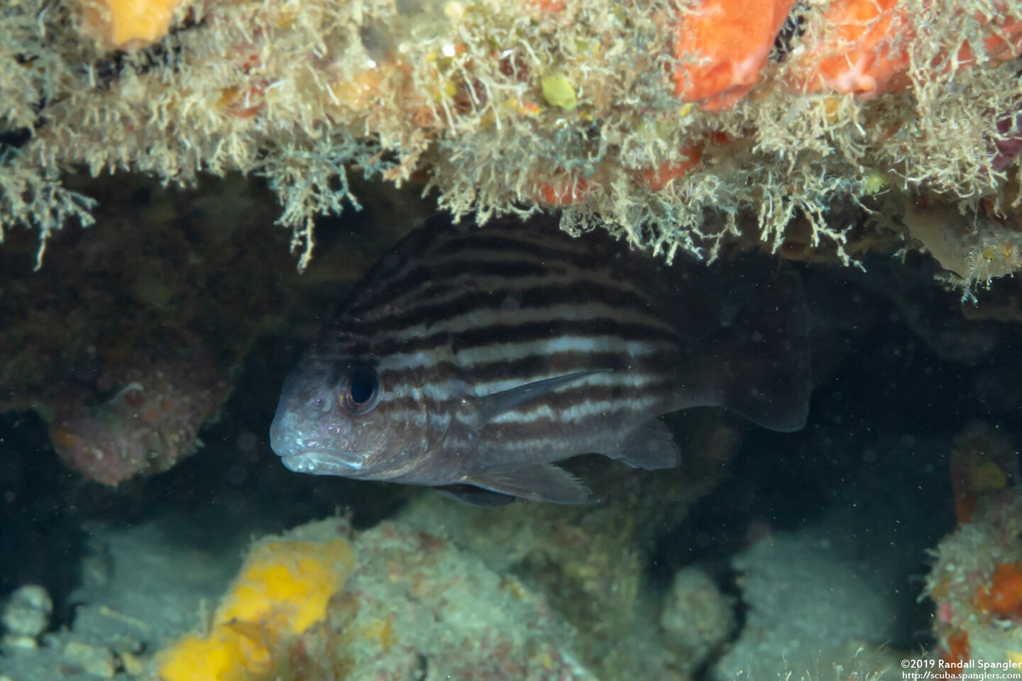 Pareques acuminatus (Highhat)