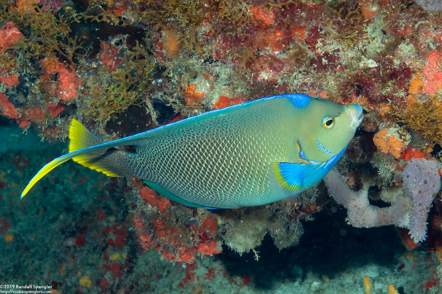 Holacanthus bermudensis (Blue Angelfish)