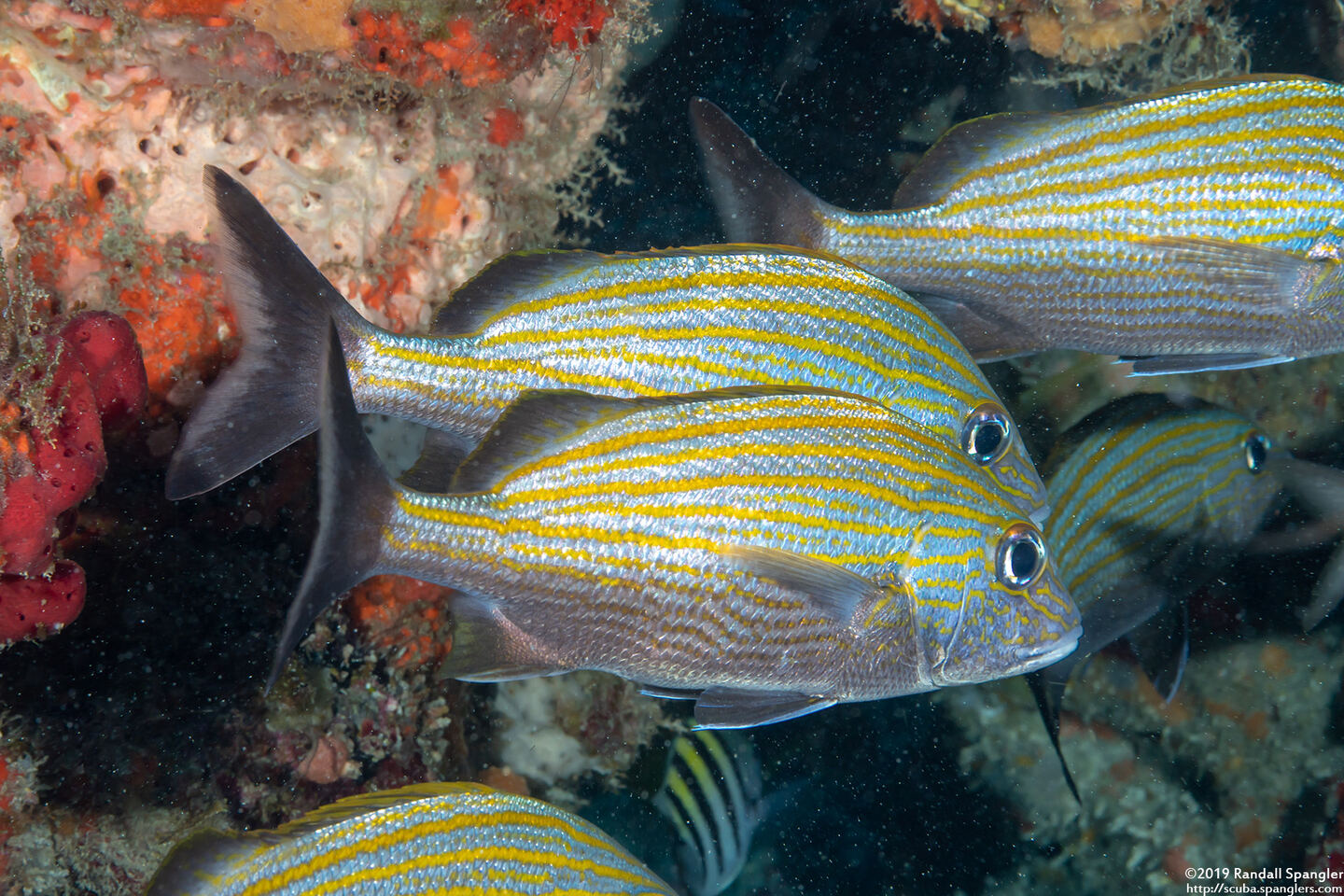 Haemulon carbonarium (Caesar Grunt)