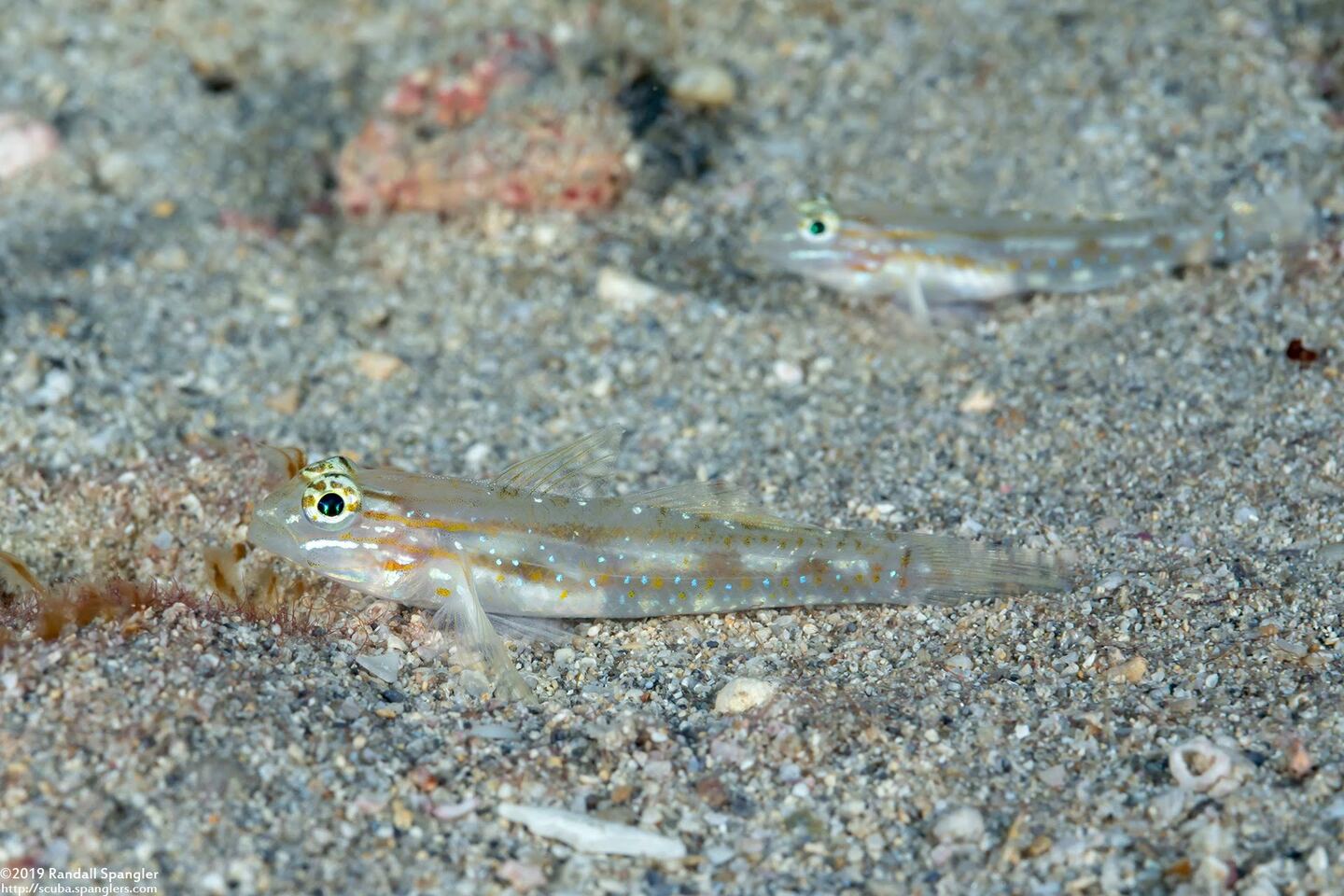 Coryphopterus venezuelae (Sand-Canyon Goby)