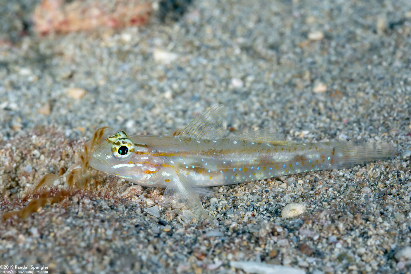 Coryphopterus venezuelae (Sand-Canyon Goby)