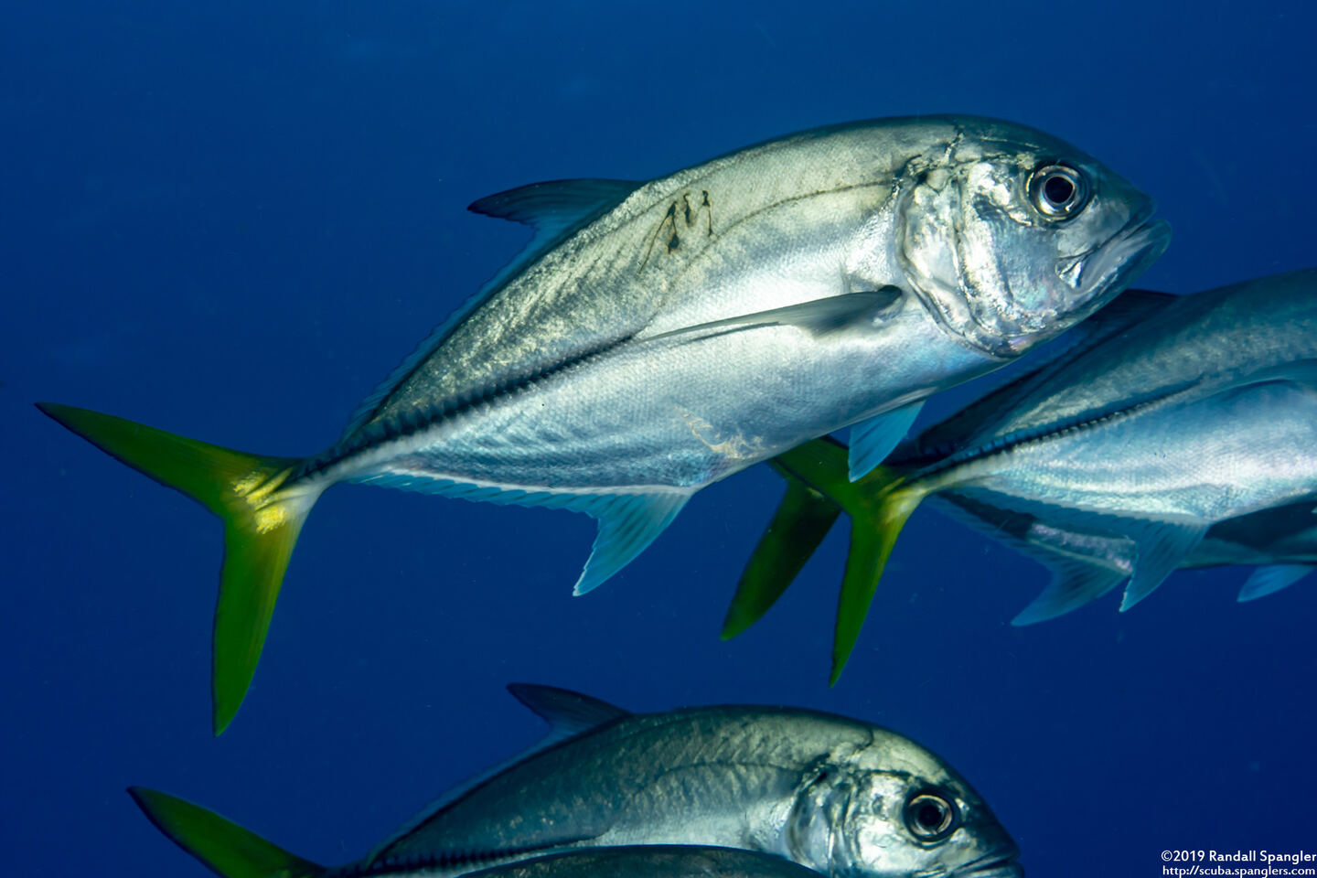 Caranx latus (Horse-Eye Jack)