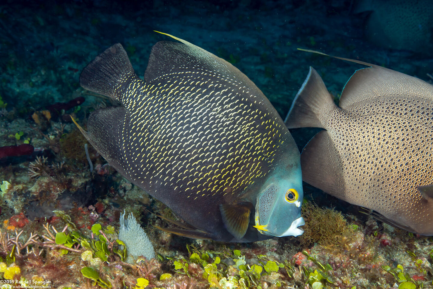 Pomacanthus paru (French Angelfish)