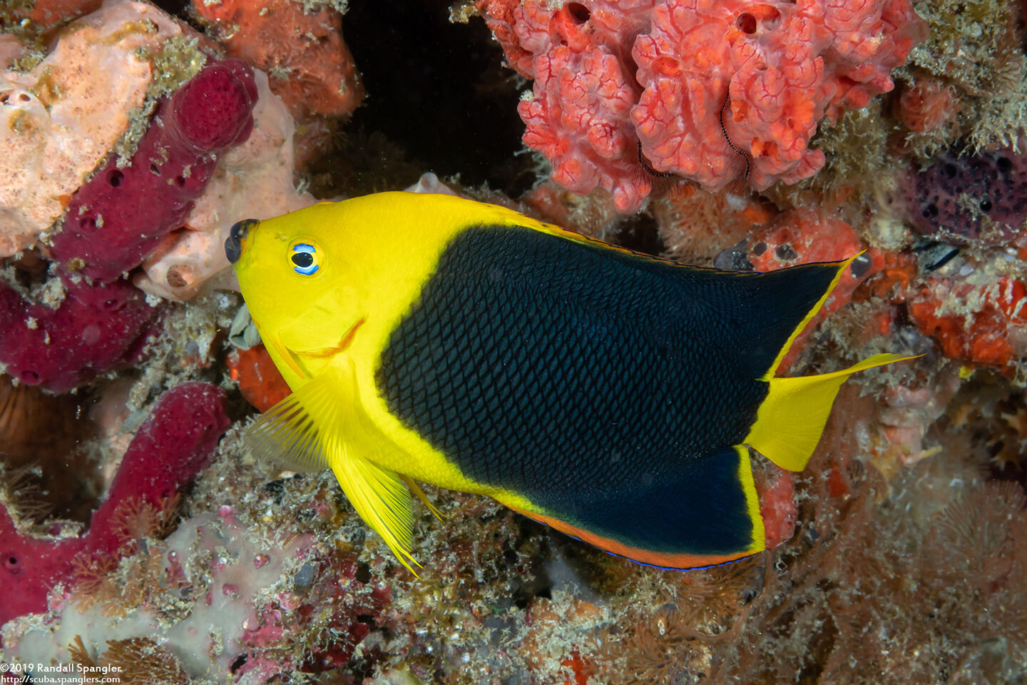 Holacanthus tricolor (Rock Beauty)