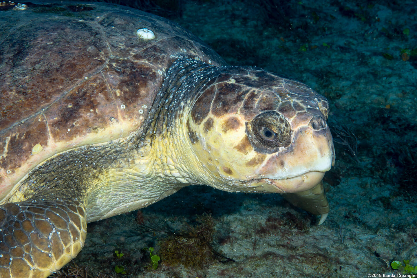 Caretta caretta (Loggerhead Sea Turtle)