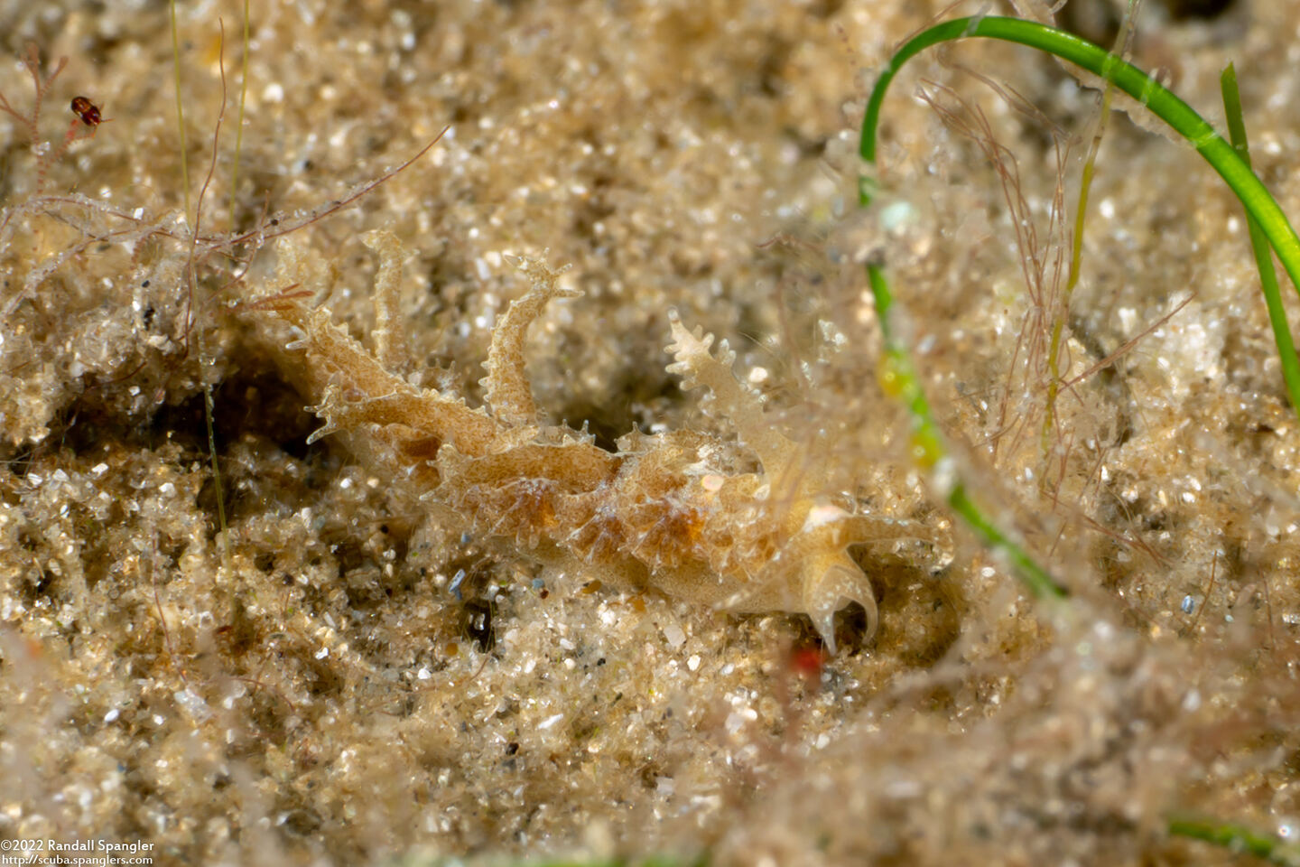 Limenandra nodosa (Warty Nudibranch)