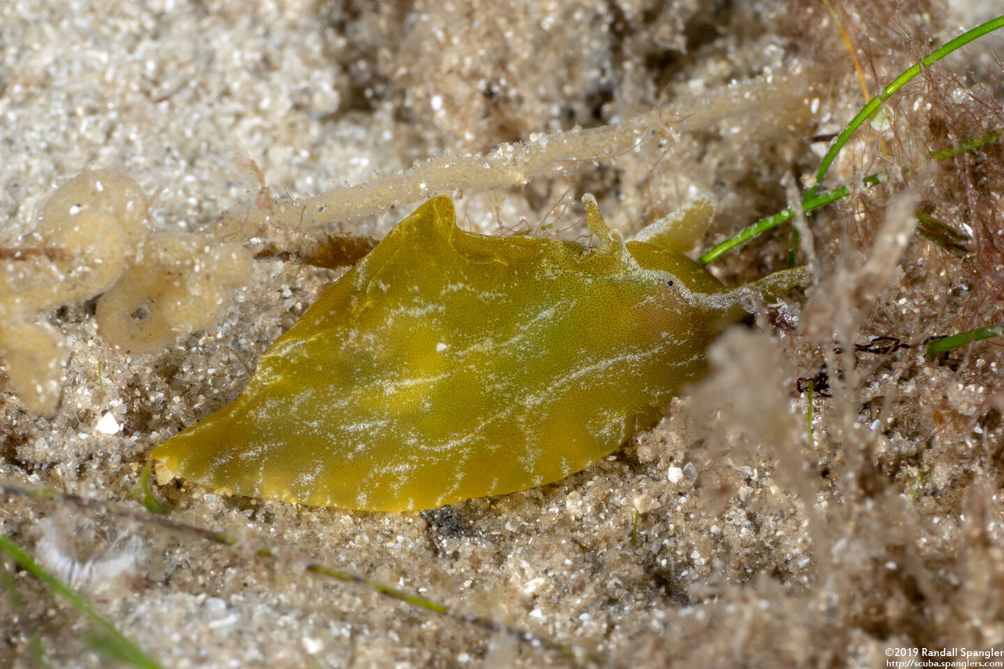 Syphonota geographica (Geographic Seahare)