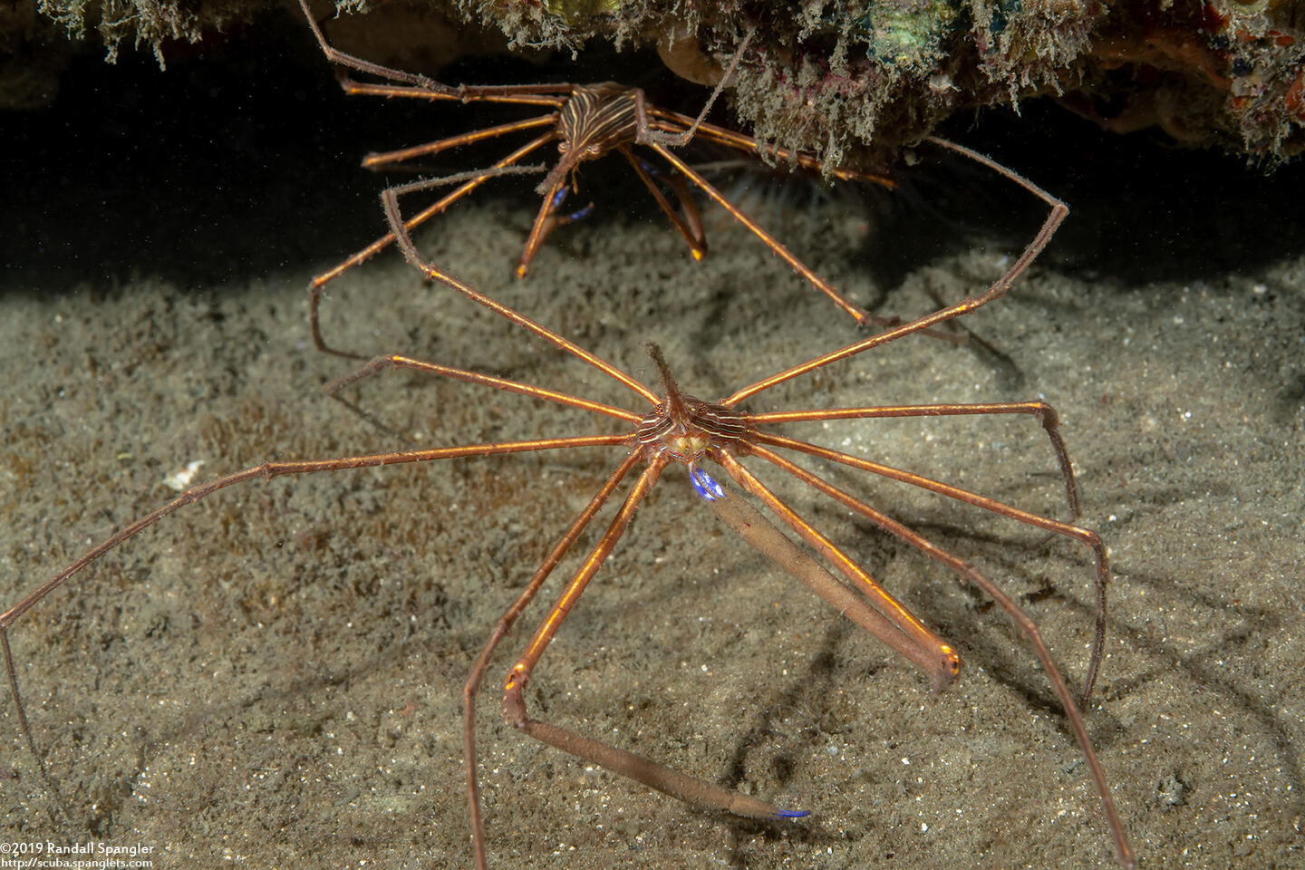 Stenorhynchus seticornis (Yellowline Arrow Crab)