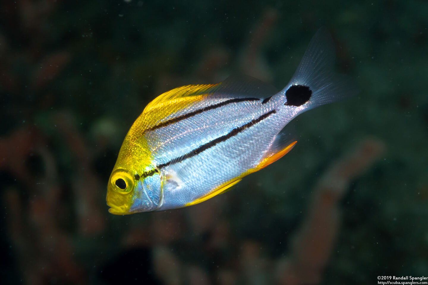 Anisotremus virginicus (Porkfish)