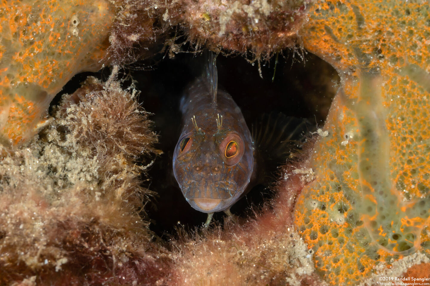 Parablennius marmoreus (Seaweed Blenny)