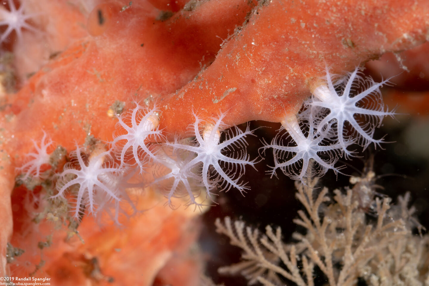 Diodogorgia nodulifera (Colorful Sea Rod)
