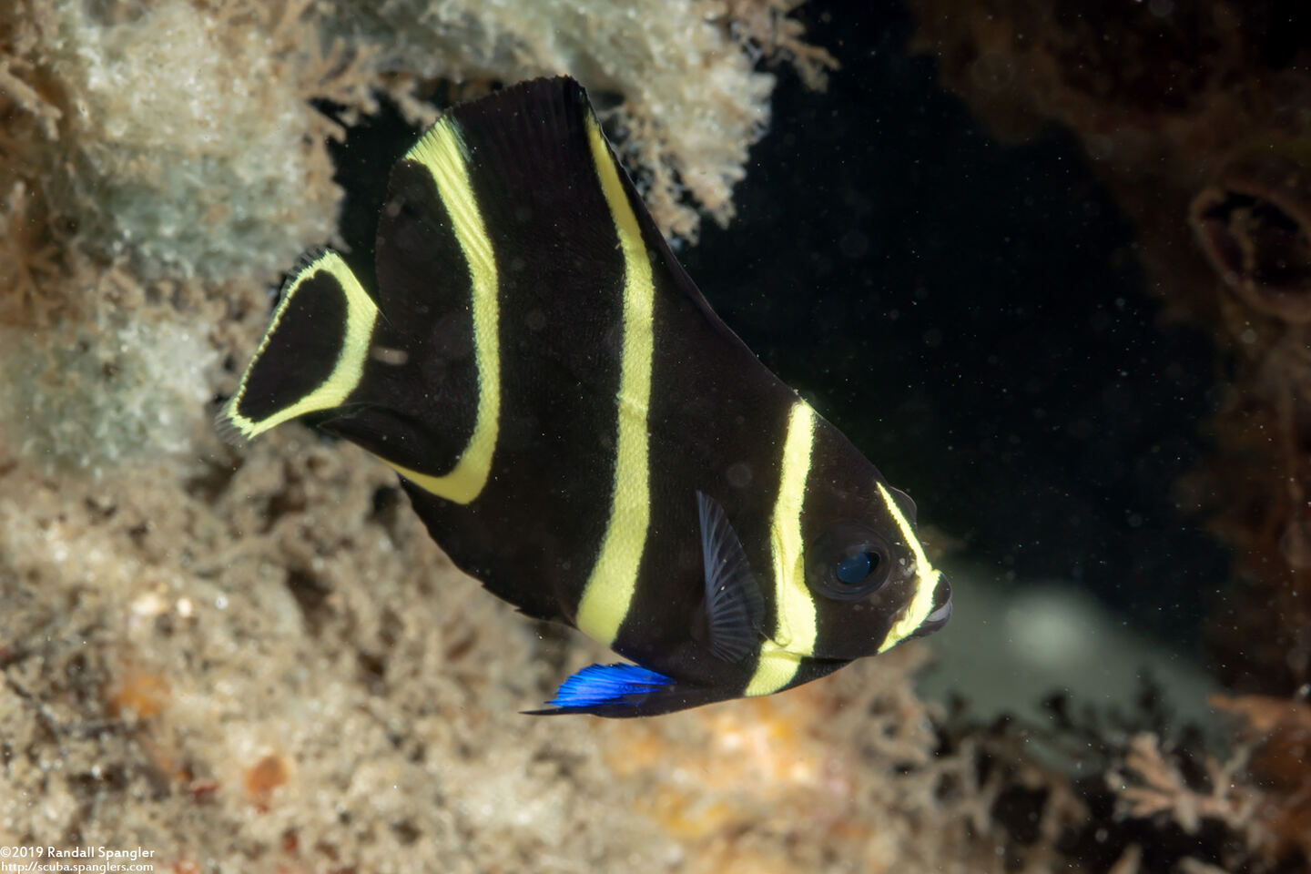 Pomacanthus paru (French Angelfish)