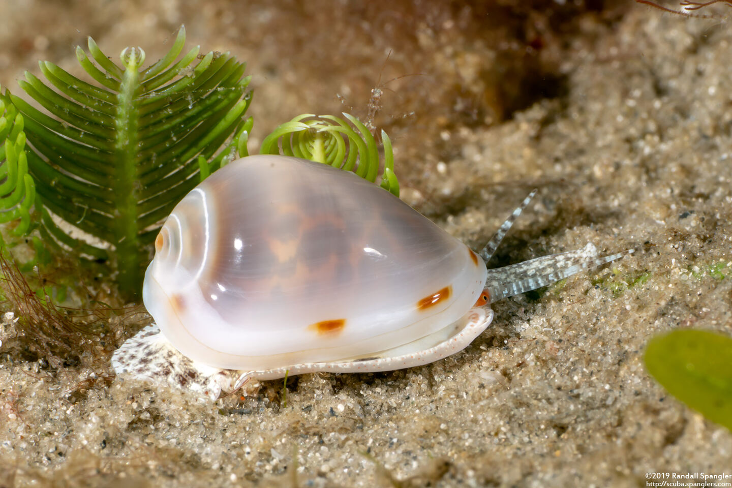 Prunum apicinum (Common Atlantic Marginella)