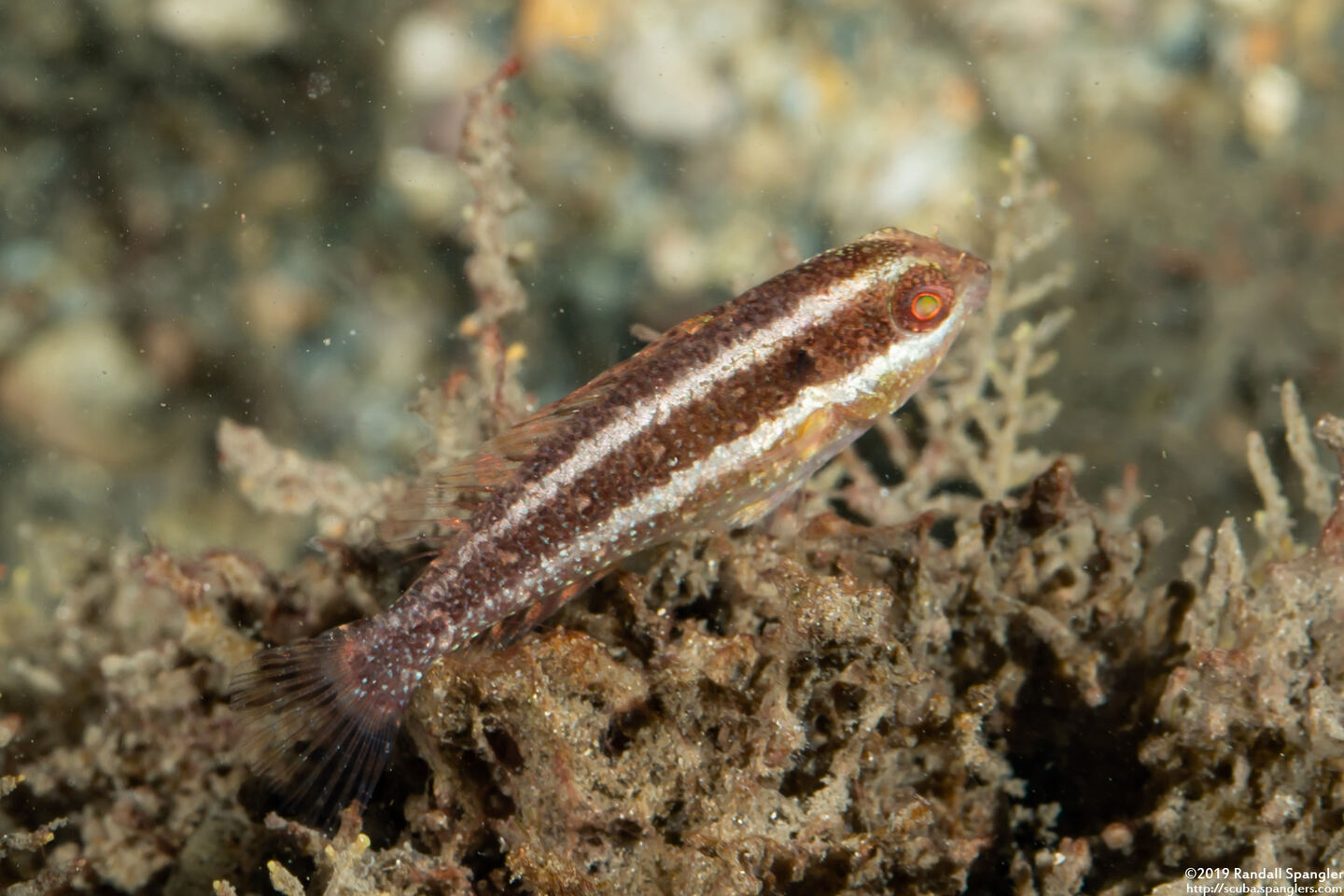 Sparisoma aurofrenatum (Redband Parrotfish)