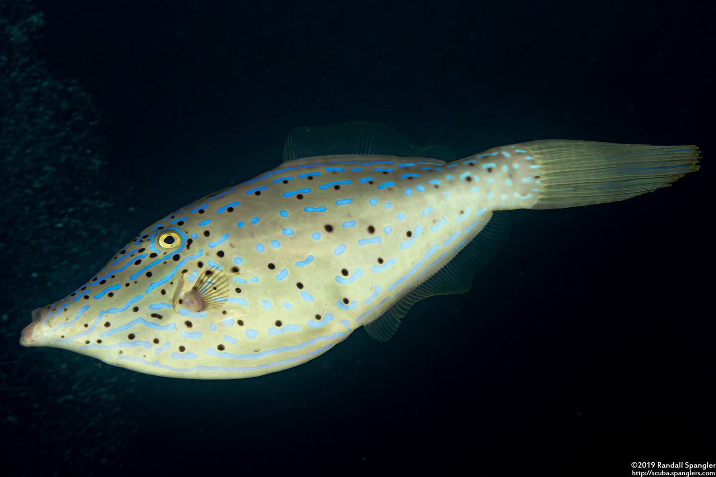 Aluterus scriptus (Scrawled Filefish)