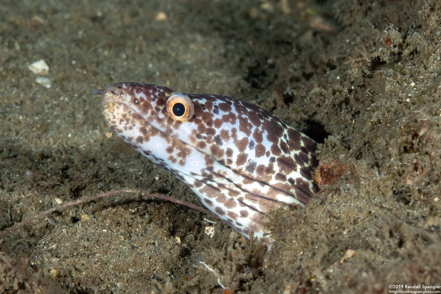Gymnothorax moringa (Spotted Moray)