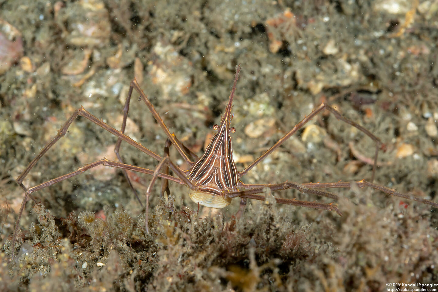 Stenorhynchus seticornis (Yellowline Arrow Crab)