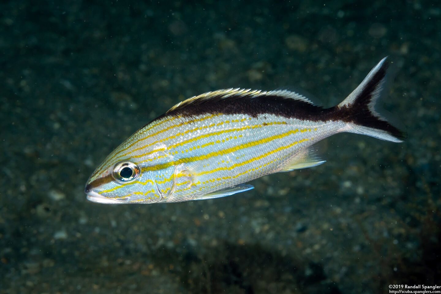 Haemulon melanurum (Cottonwick)