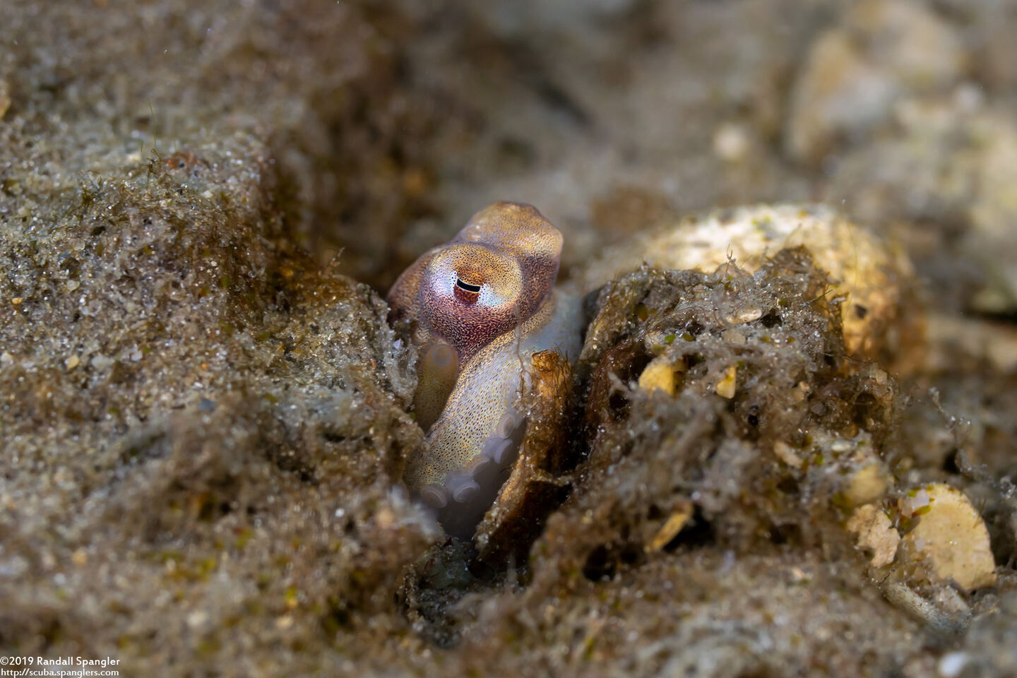 Macrotritopus defilippi (Atlantic Longarm Octopus)