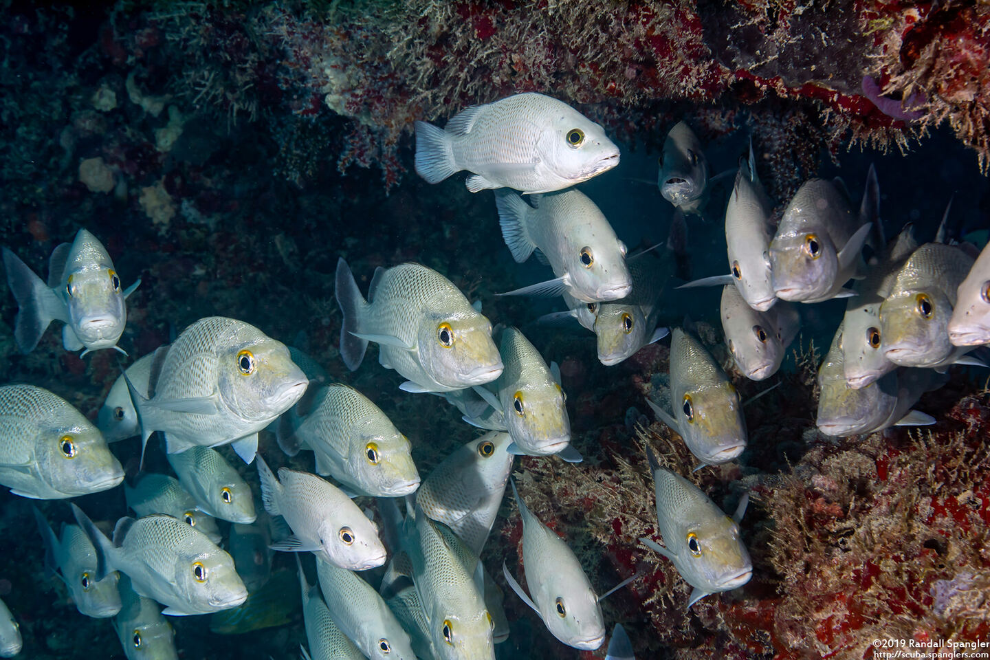 Haemulon parra (Sailor's Choice)