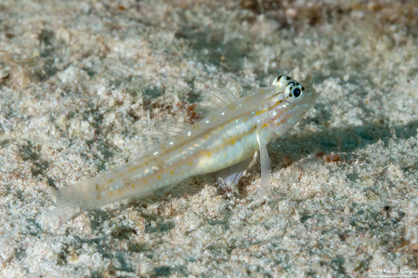 Coryphopterus venezuelae (Sand-Canyon Goby)