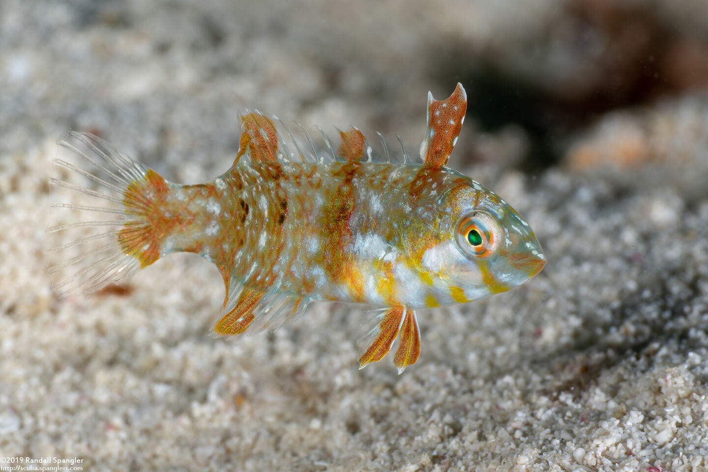 Xyrichtys splendens (Green Razorfish)