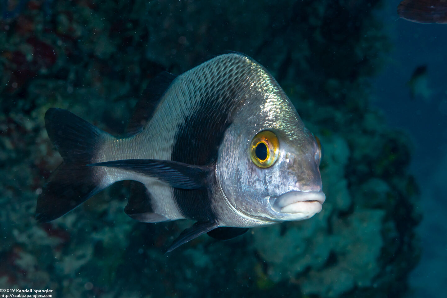 Anisotremus surinamensis (Black Margate)