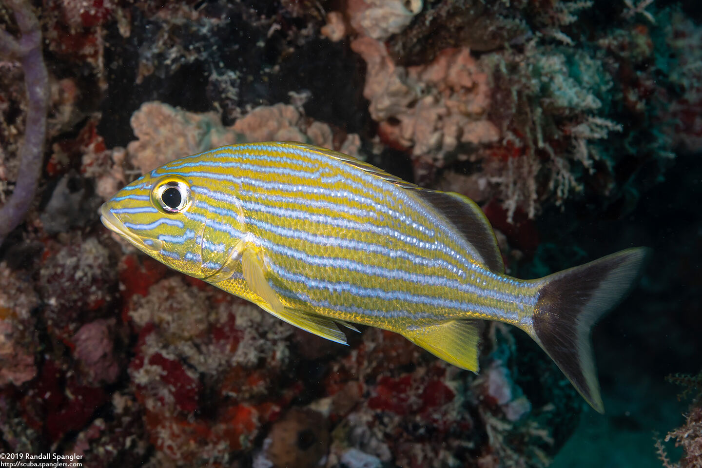 Haemulon sciurus (Bluestriped Grunt)