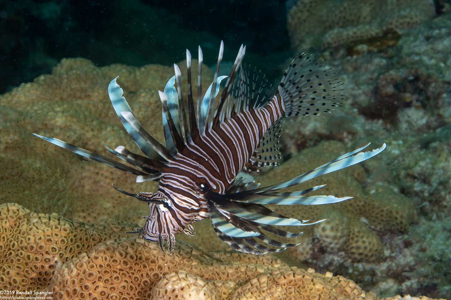 Pterois volitans (Red Lionfish)