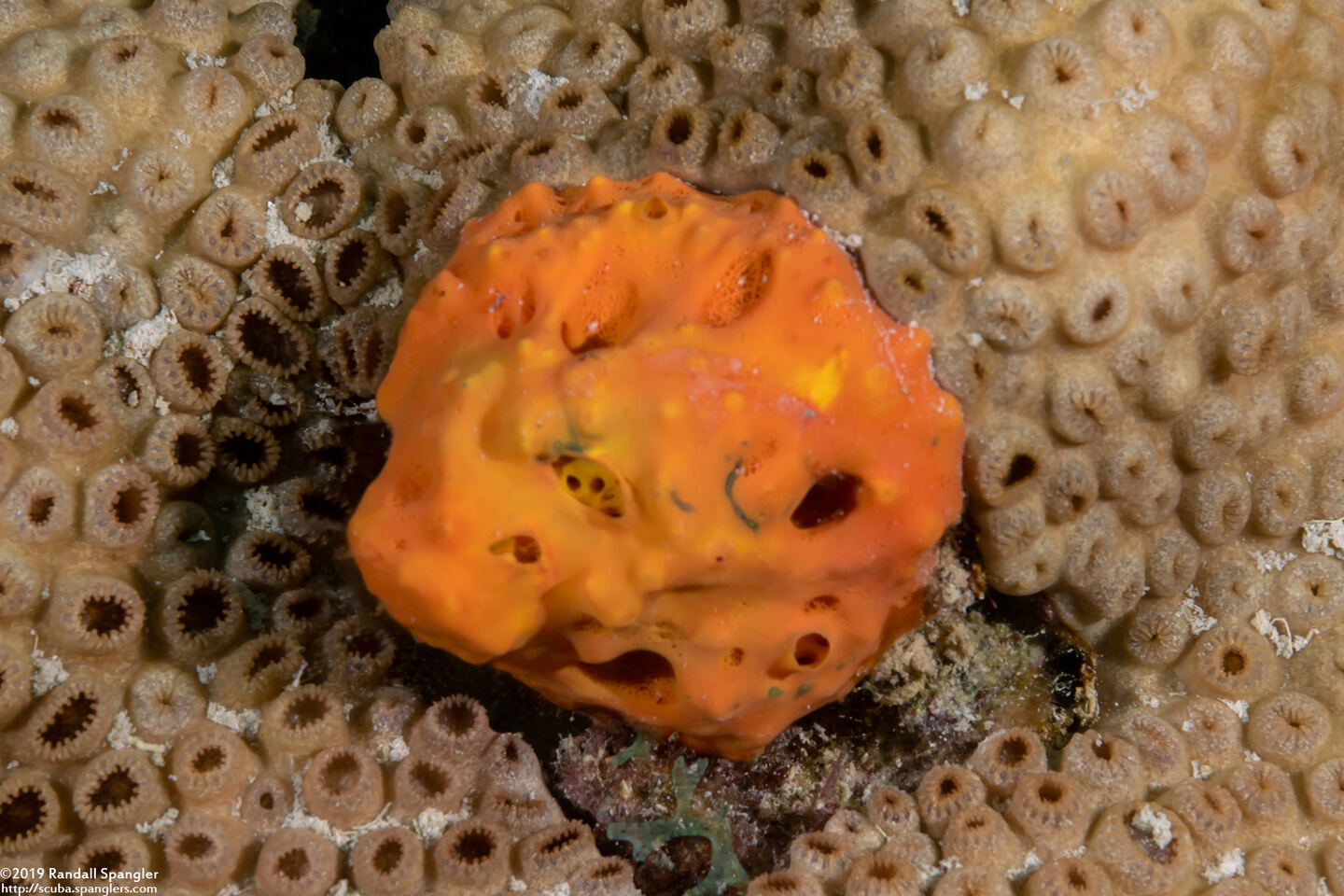 Agelas clathrodes (Orange Elephant Ear Sponge)