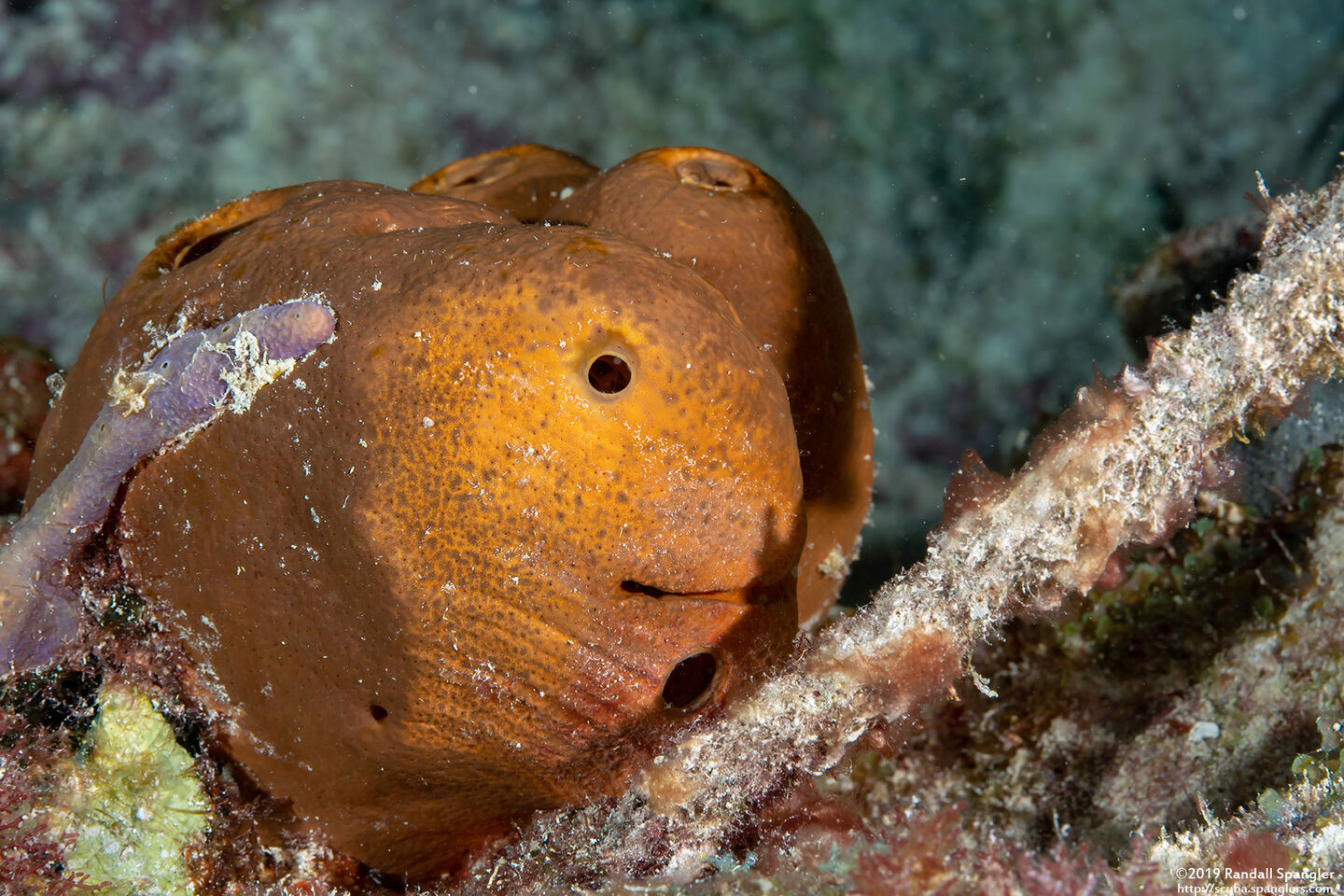 Agelas cerebrum (Brain Sponge)