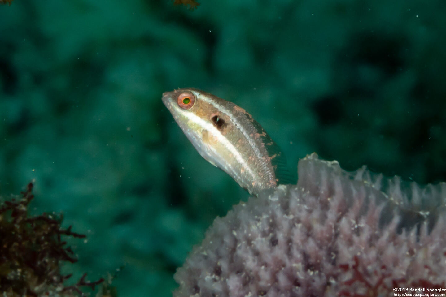 Sparisoma aurofrenatum (Redband Parrotfish)