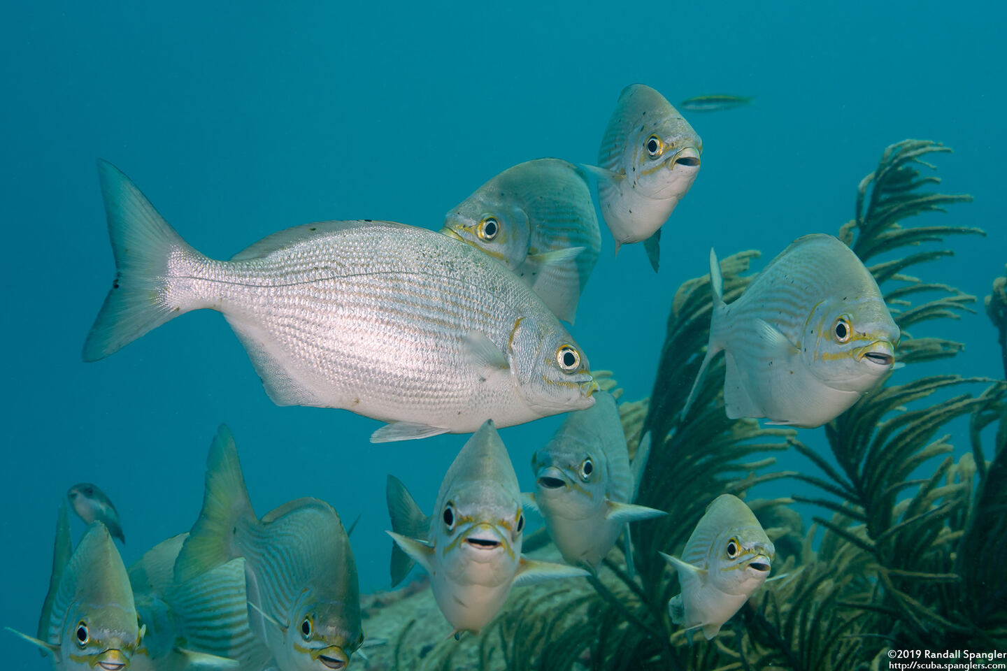 Kyphosus vaigiensis (Brassy Chub)