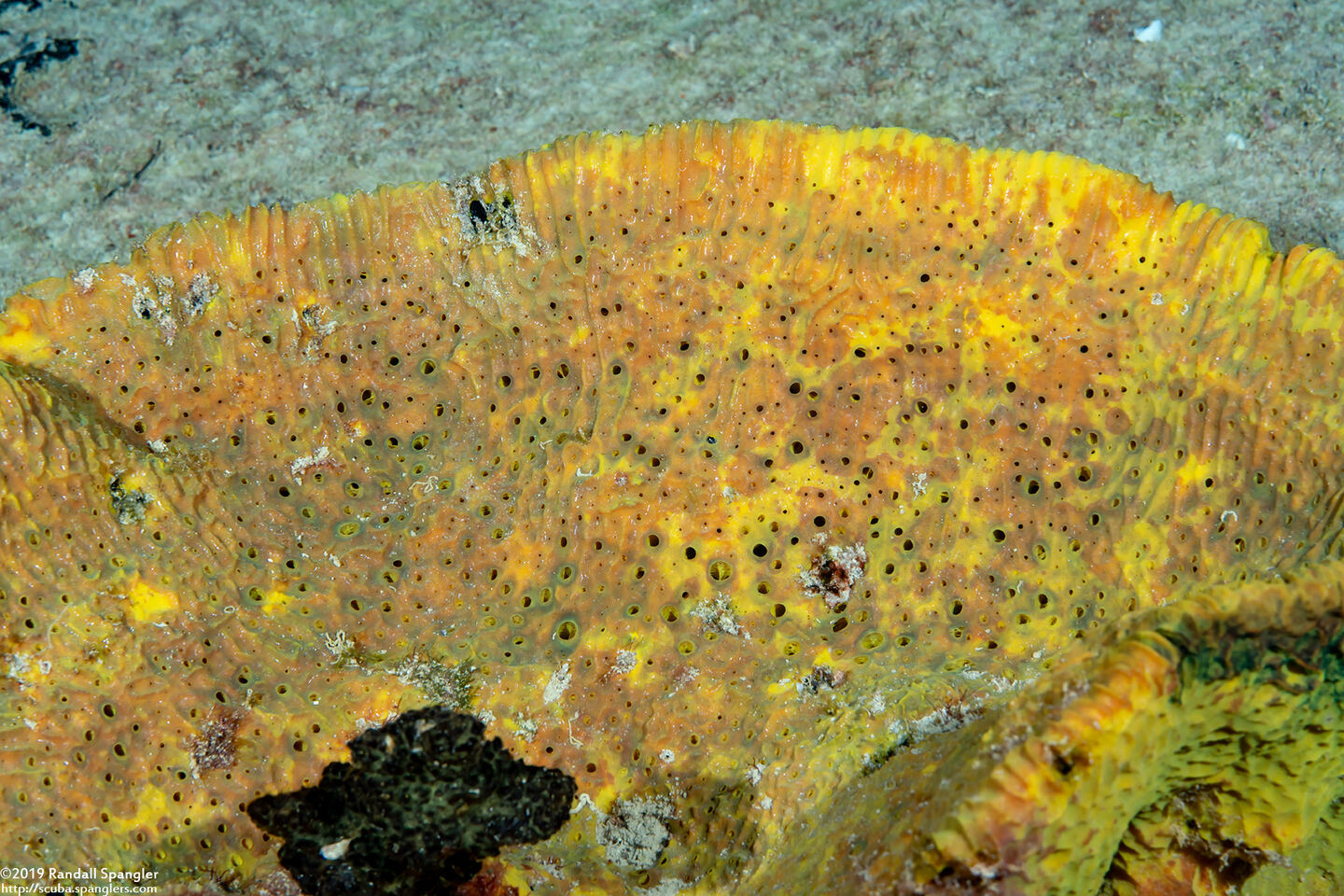 Verongula gigantea (Netted Barrel Sponge)