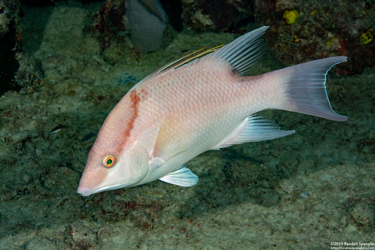 Lachnolaimus maximus (Hogfish)