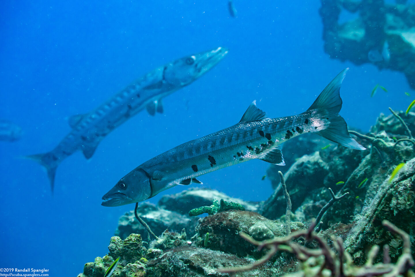 Sphyraena barracuda (Great Barracuda)