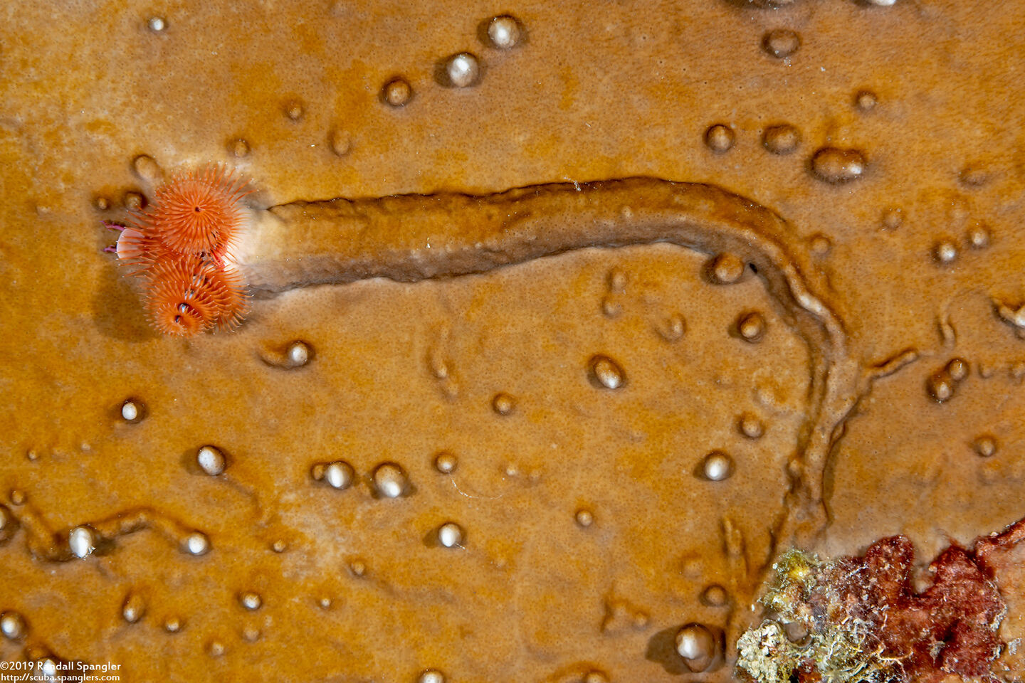 Spirobranchus giganteus (Christmas Tree Worm); Note the tube; that's how long the worm really is