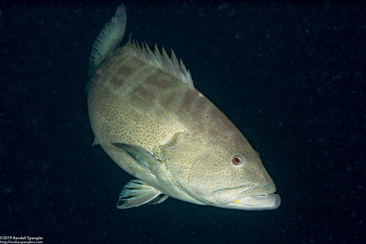 Mycteroperca interstitialis (Yellowmouth Grouper)