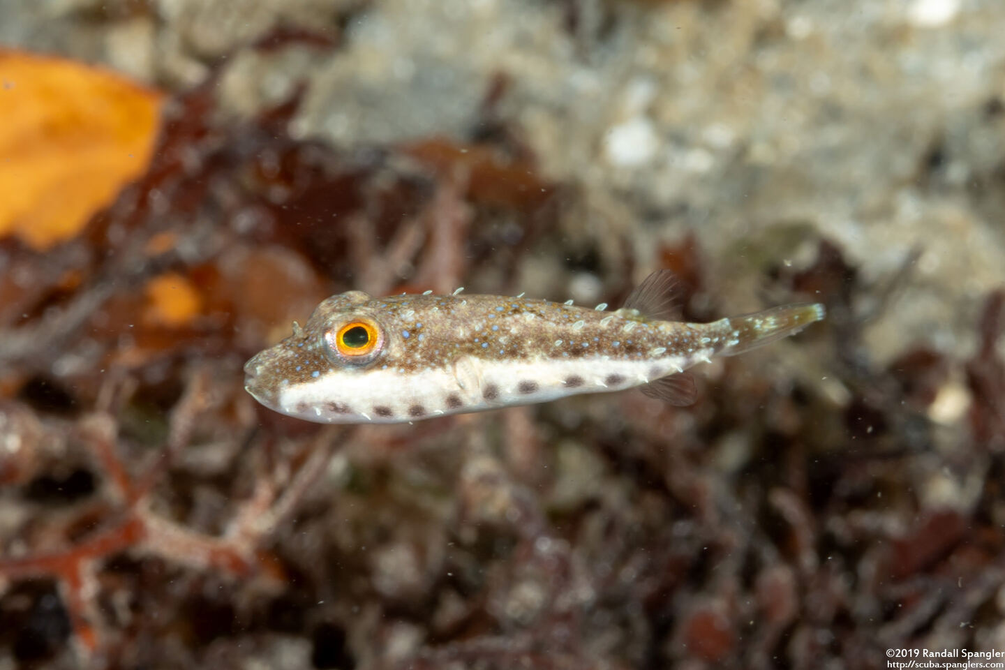 Sphoeroides spengleri (Bandtail Puffer)