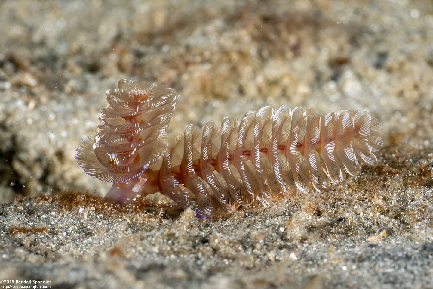 Phoronopsis californica (California Phoronid)