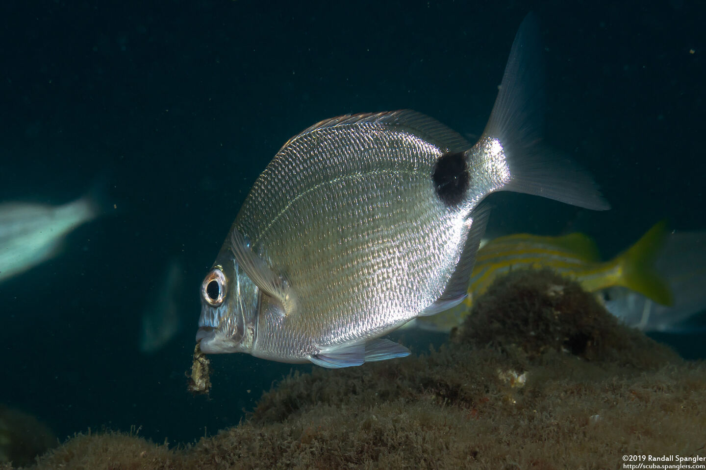 Diplodus argenteus (Silver Porgy)