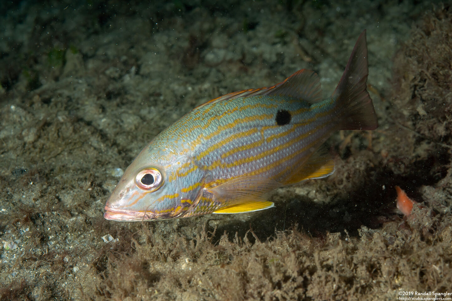 Lutjanus synagris (Lane Snapper)