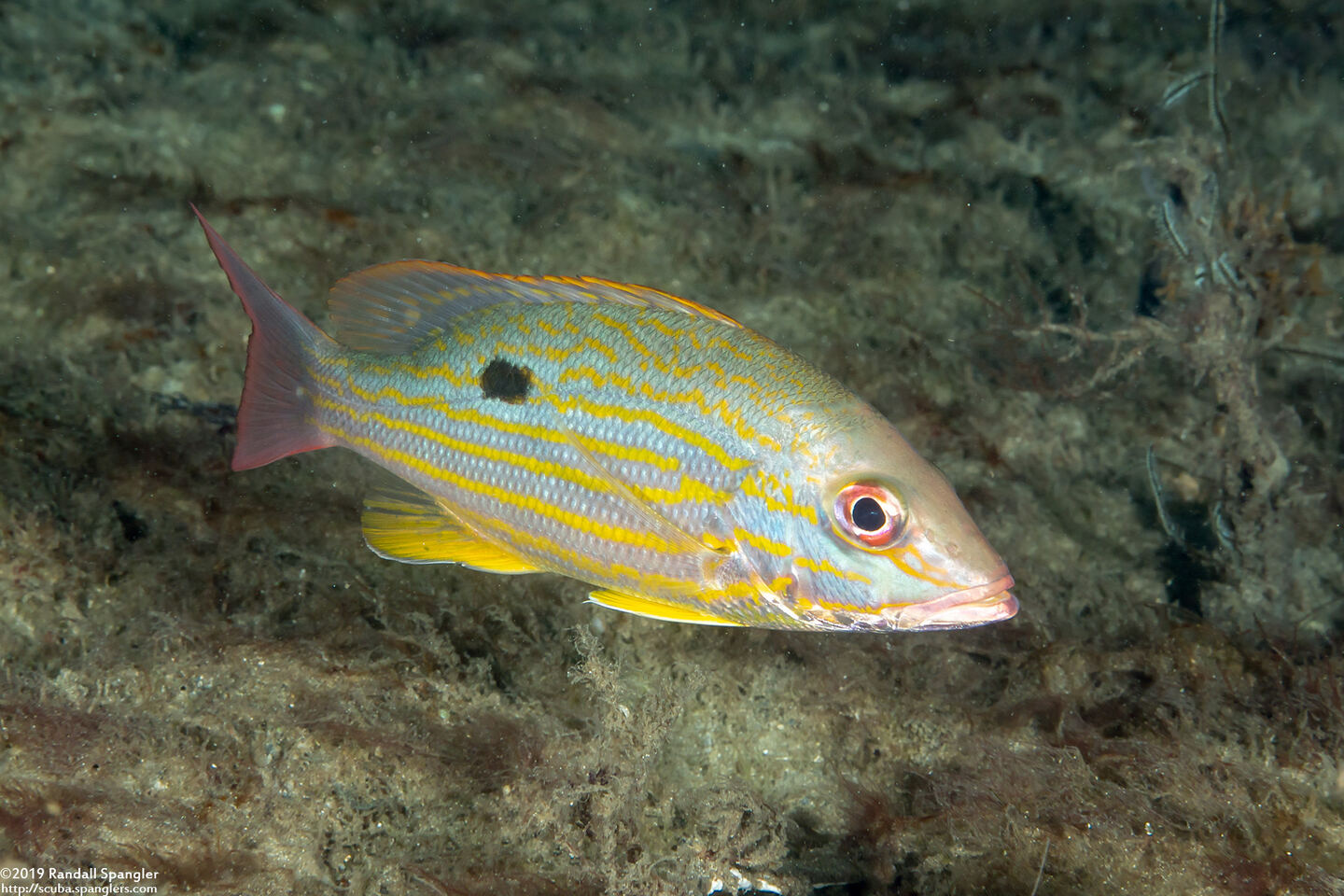 Lutjanus synagris (Lane Snapper)
