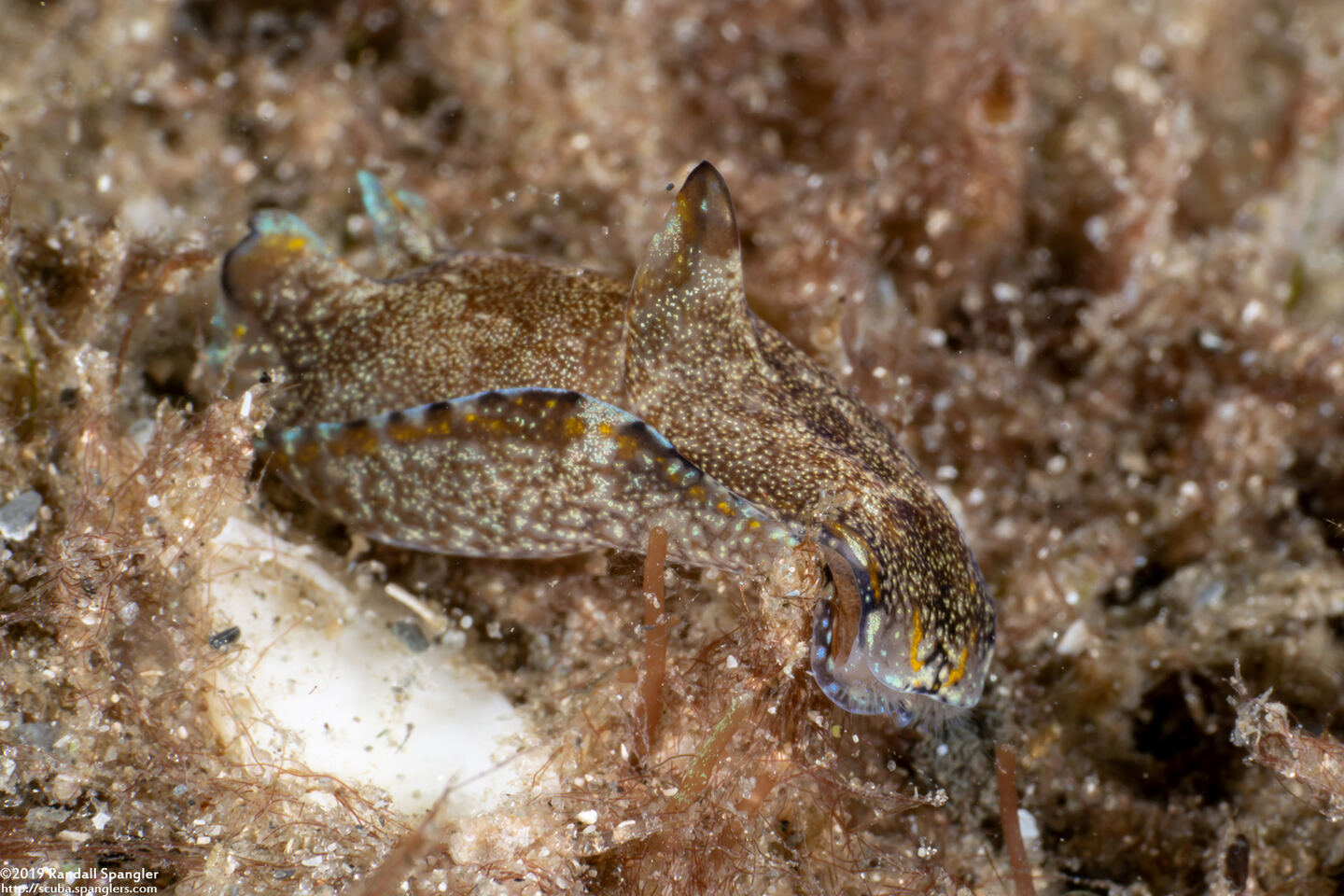 Philinopsis pusa (Pusa Aglaja)