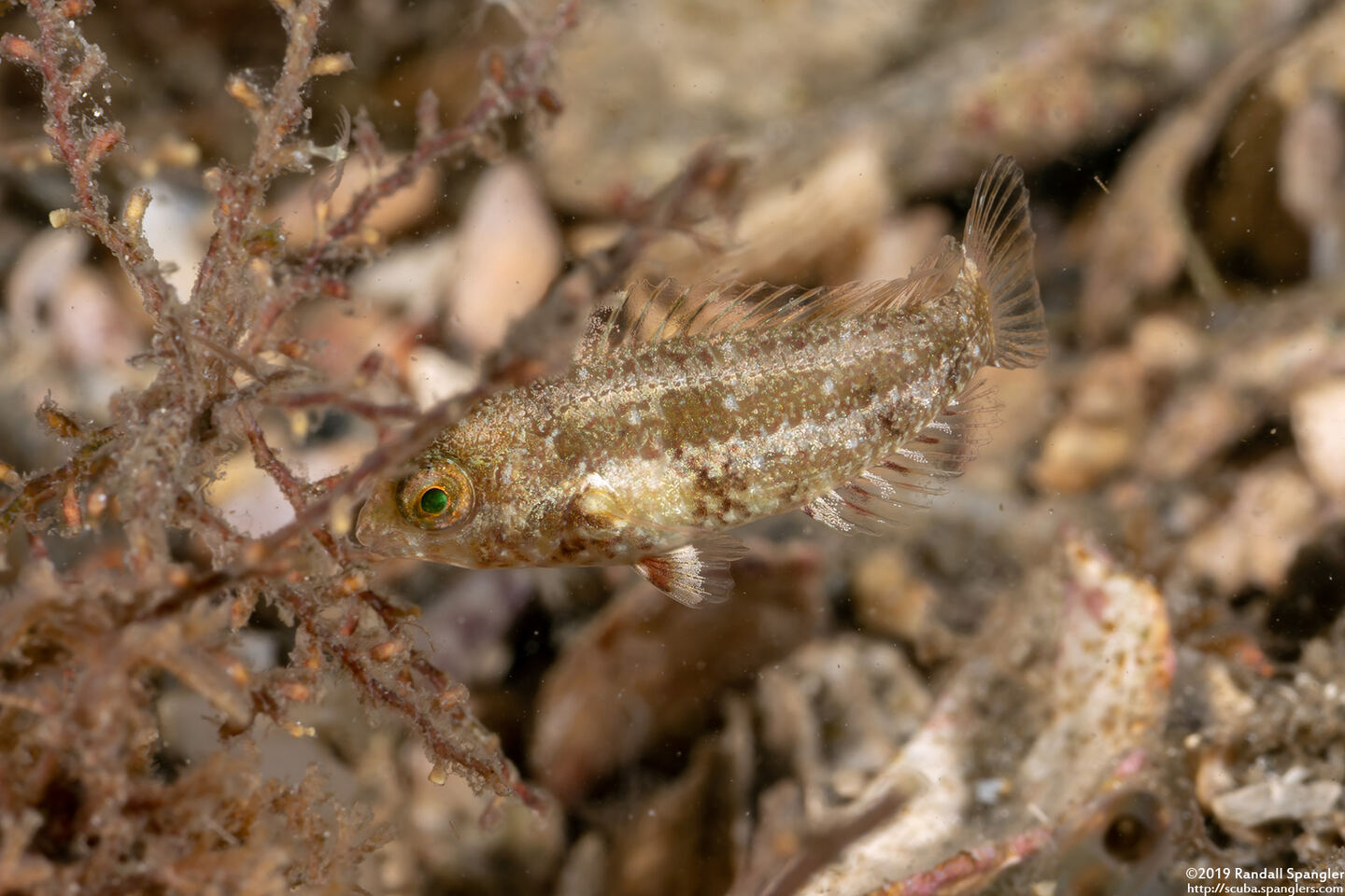Cryptotomus roseus (Bluelip Parrotfish)