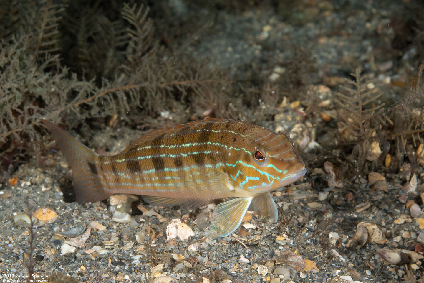 Diplectrum formosum (Sand Perch)