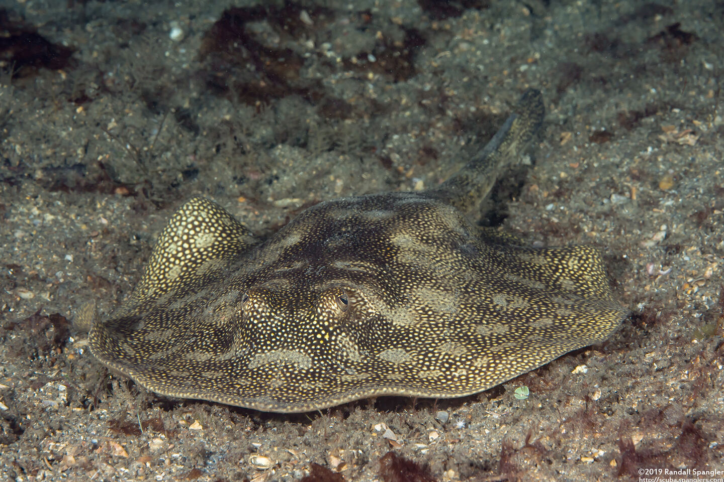 Urobatis jamaicensis (Yellow Stingray)