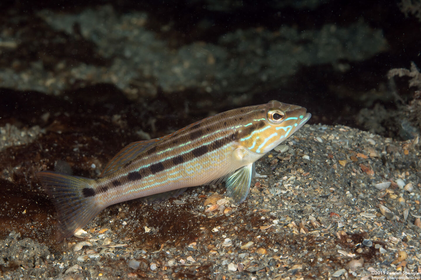 Diplectrum formosum (Sand Perch)