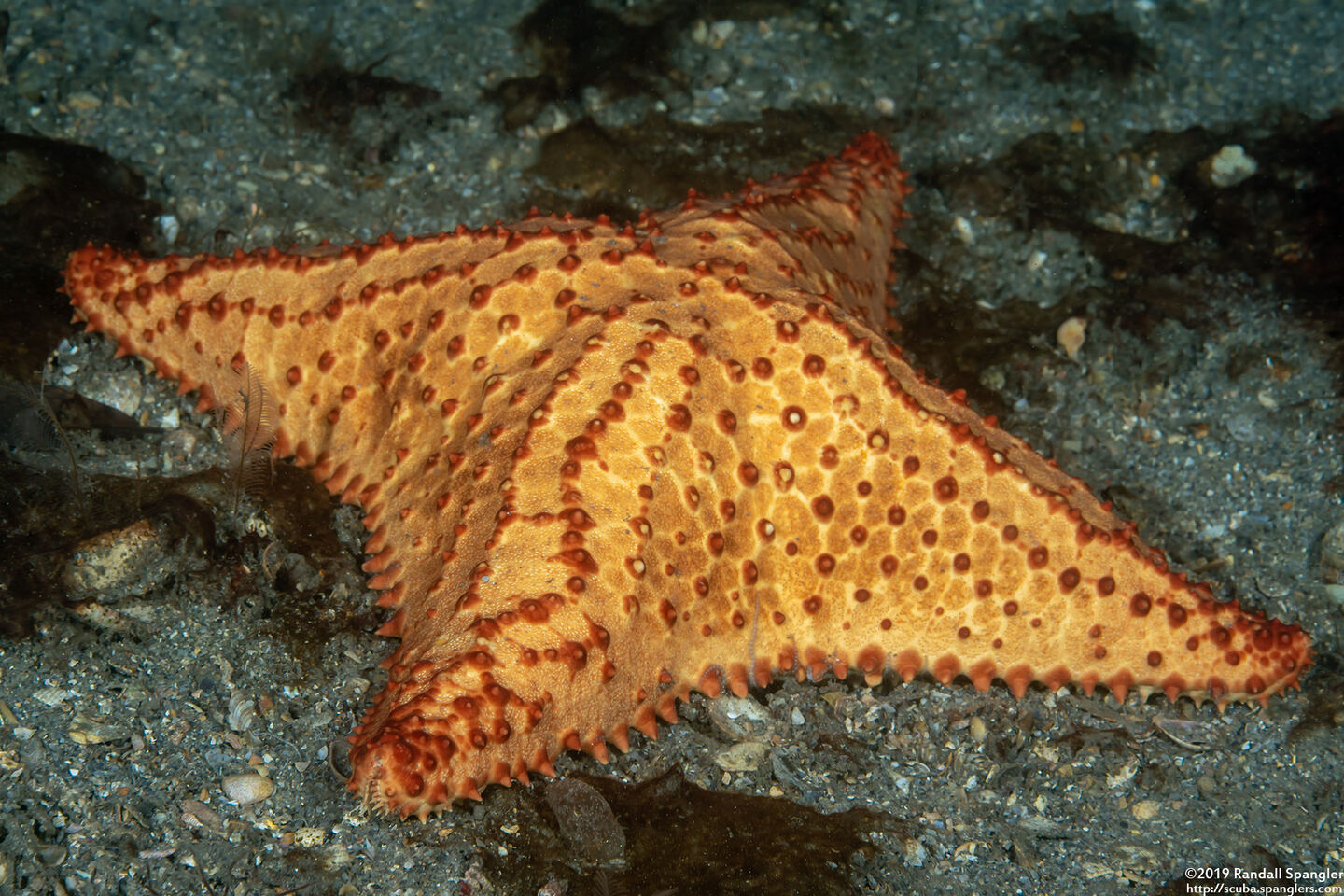 Oreaster reticulatus (Cushion Sea Star)